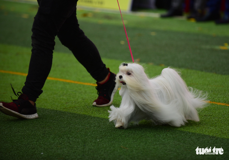 Xem cún cưng tranh tài trong Dog show 2017 tại Sài Gòn - Ảnh 13.