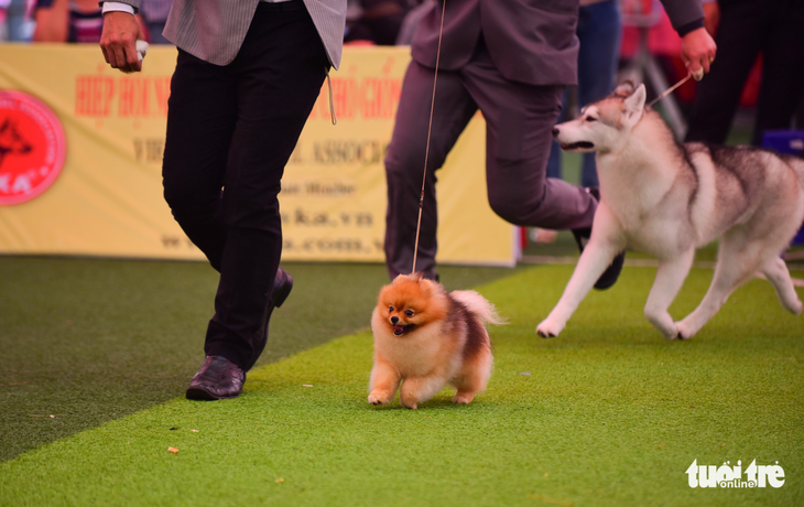 Xem cún cưng tranh tài trong Dog show 2017 tại Sài Gòn - Ảnh 16.