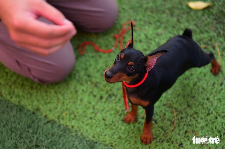 Xem cún cưng tranh tài trong Dog show 2017 tại Sài Gòn - Ảnh 7.