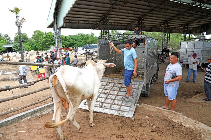 Về An Giang coi chợ bò mùa nước nổi - Ảnh 9.