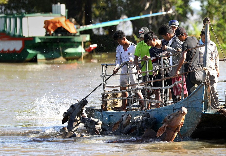 Về An Giang coi chợ bò mùa nước nổi - Ảnh 1.