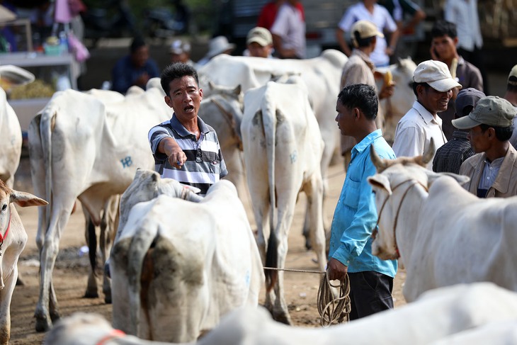 Về An Giang coi chợ bò mùa nước nổi - Ảnh 7.