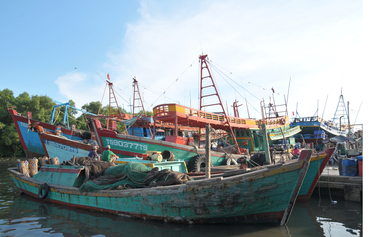 Nghe bão, nhà vườn miền Tây như ngồi trên đống lửa - Ảnh 2.