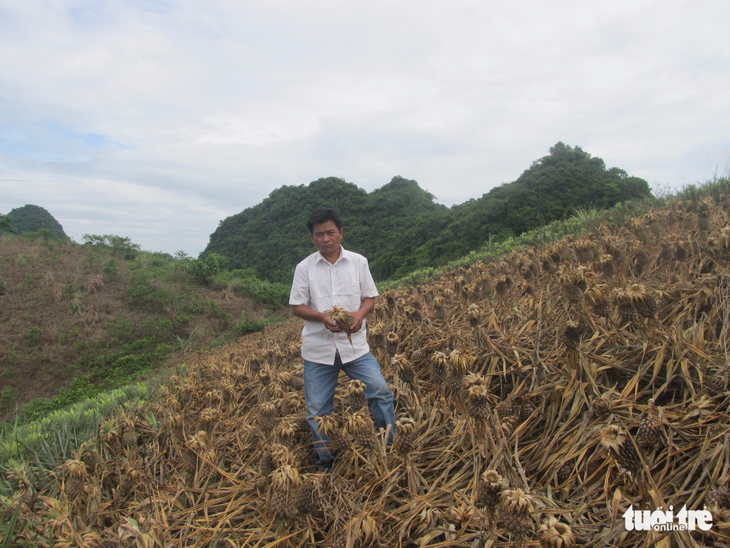 Hàng nghìn mét vuông dứa bị phá, dân trồng dứa hoang mang  - Ảnh 1.