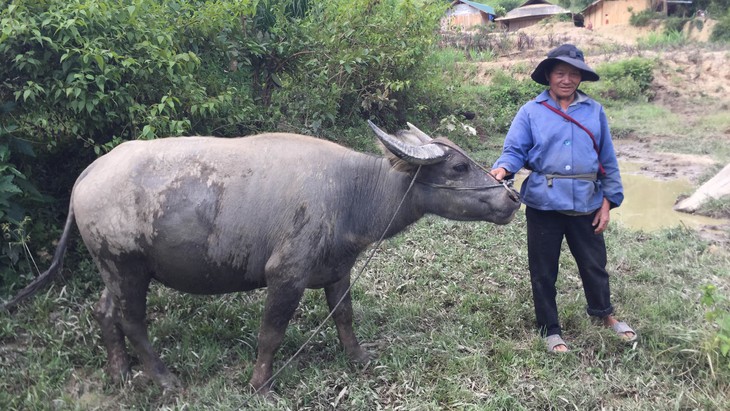 Di dân tự do ở Tây Nguyên - Kỳ cuối: Đất lành chim... ở lại - Ảnh 3.