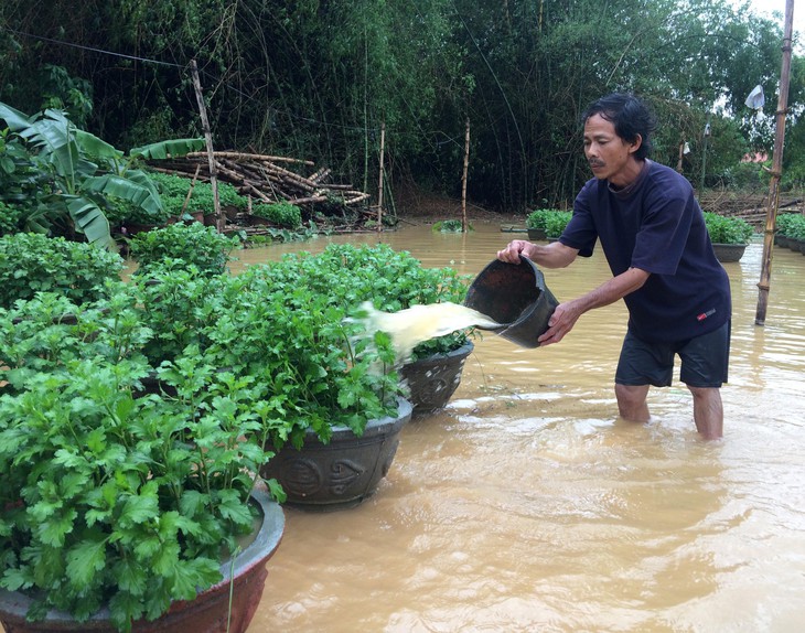 Làng hoa miền Trung ‘mất tết’ vì lũ - Ảnh 4.