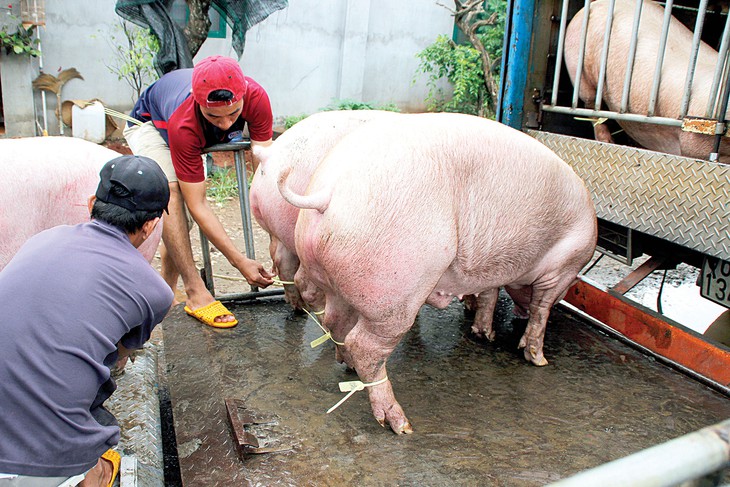 TP.HCM cấm cửa heo không đeo vòng truy xuất - Ảnh 2.