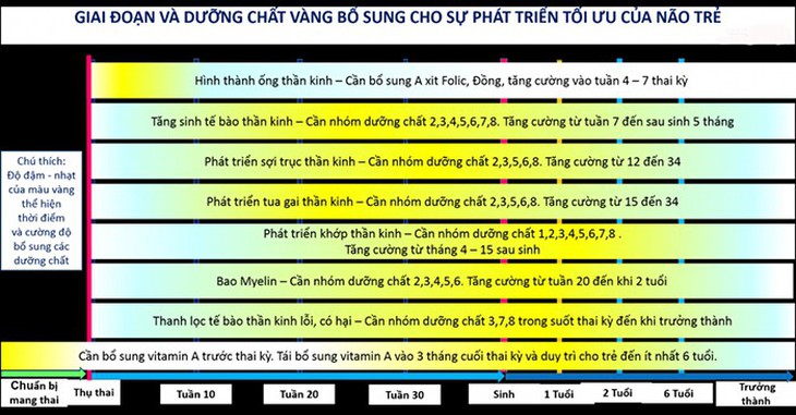 Dinh dưỡng vàng cho phát triển tối ưu não bộ những năm tháng đầu đời - Ảnh 1.