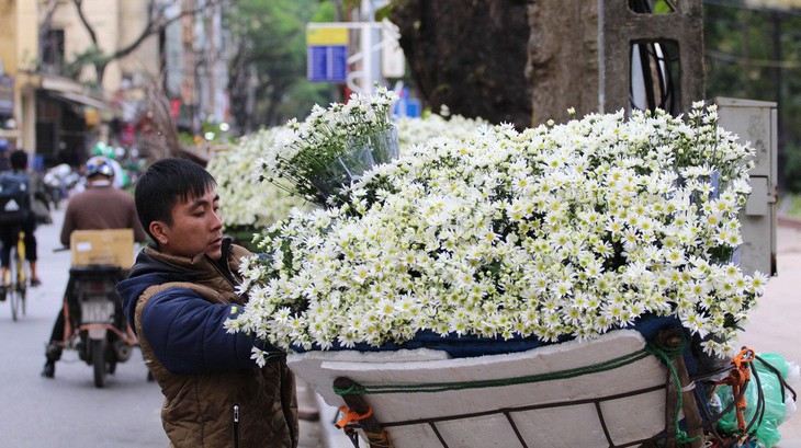 Thu tiền triệu mỗi ngày với cúc họa mi đầu đông