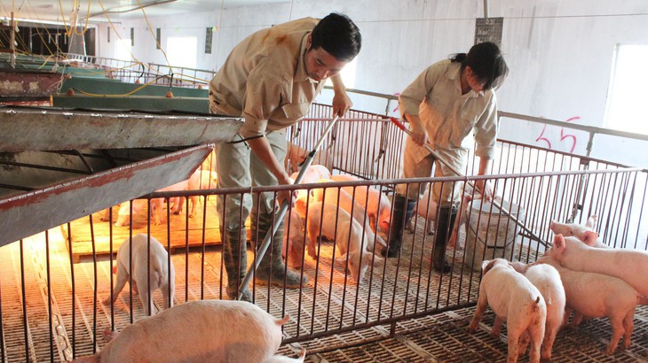 Thị trường Thái Lan 'ghiền' mực, bạch tuộc của Việt Nam- Ảnh 2.