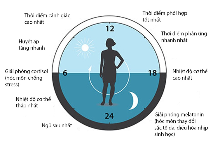 Tìm ra gen điều khiển nhịp độ sinh học đoạt Nobel Y học - Ảnh 6.