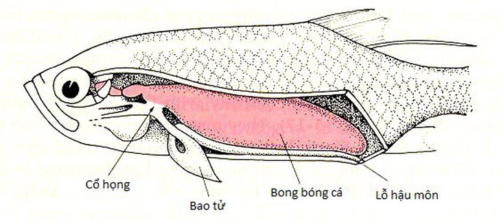 Vì sao cá chết thường nằm ngửa? - Ảnh 2.