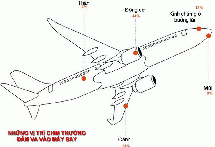 Khi chim thật quật ngã chim sắt - Ảnh 4.