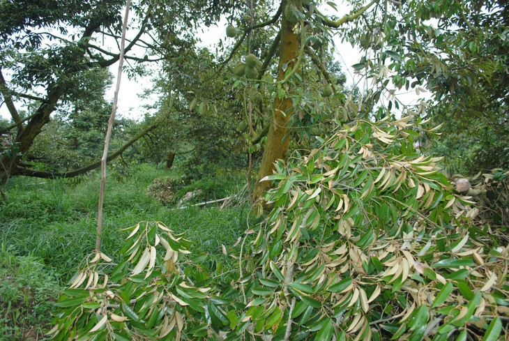 Giông lốc làm hư hàng trăm nhà và cây cối ở Đồng Tháp - Ảnh 5. Giông lốc làm hư hàng trăm nhà và cây cối ở Đồng Tháp - Ảnh 5.