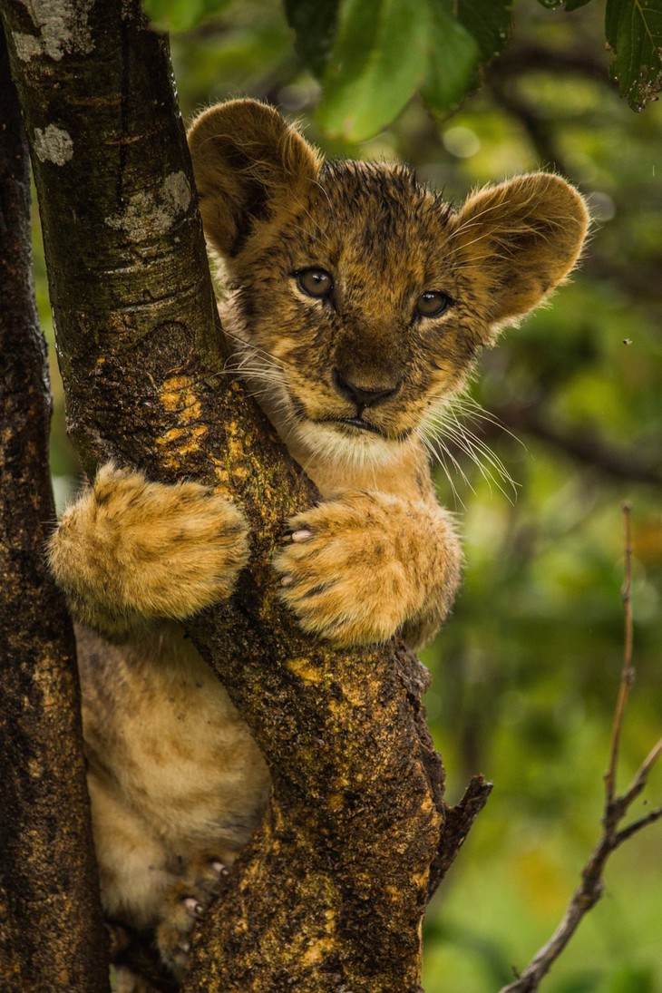 Ngắm châu Phi mê hoặc trong phim tài liệu National Geographic - Ảnh 2.