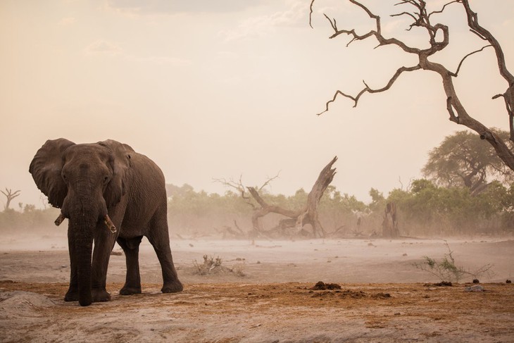 Ngắm châu Phi mê hoặc trong phim tài liệu National Geographic - Ảnh 6.