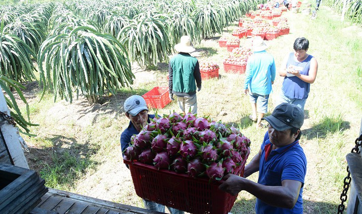 Trồng thanh long:  Không chạy theo lượng, đầu tư vào chất - Ảnh 1.