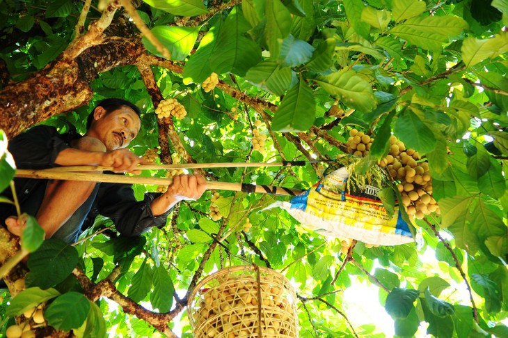 Về Tiên Phước ăn trái bòn bon - Ảnh 11.