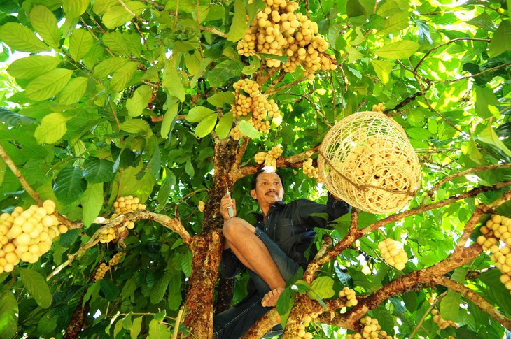 Về Tiên Phước ăn trái bòn bon - Ảnh 7.