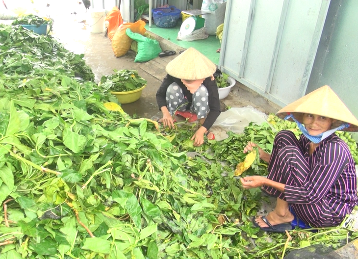 Thương lái mua lá nhàu tươi, giá 4.000 đồng/kg - Ảnh 1.