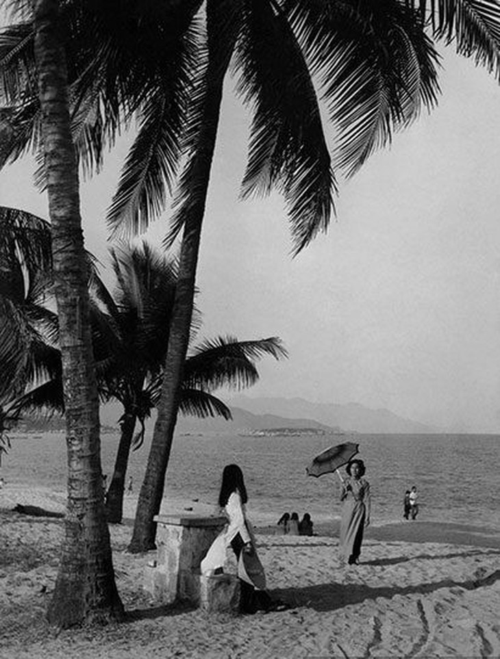 Nha Trang - Những hàng cây đã cũ - Ảnh 1. Nha Trang - Những hàng cây đã cũ - Ảnh 1.