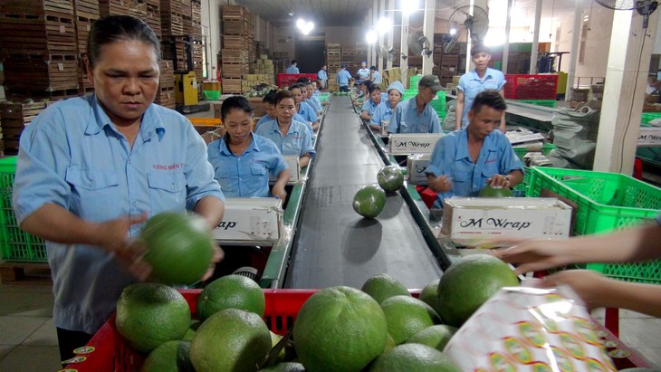 Bưởi da xanh khoác áo Thái vẫn phải vào Trung Quốc bằng... đường rừng - Ảnh 3.