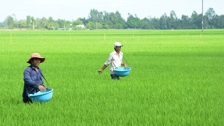 Nông dân chóng mặt vì giá phân bón tăng - Ảnh 1.