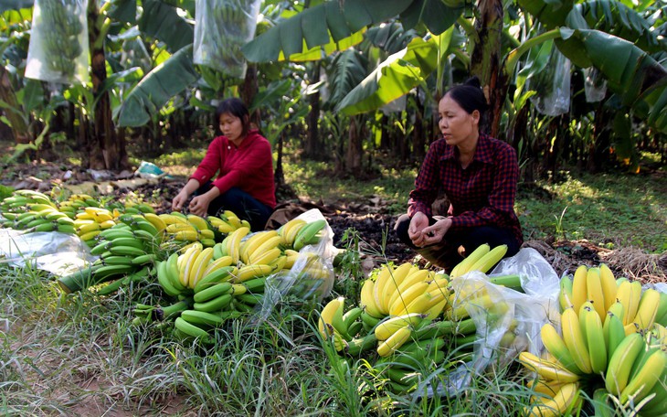 3.000 buồng chuối chuẩn bị tết bỗng ngả vàng không bình thường