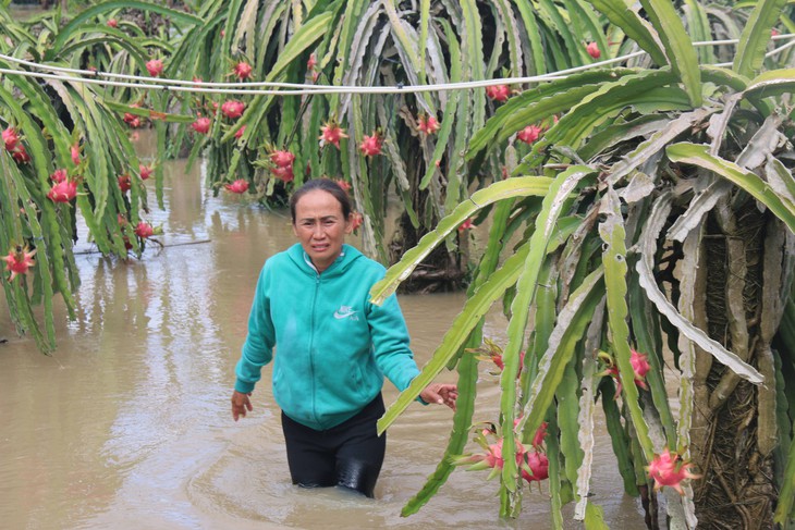 Thủ phủ thanh long Bình Thuận ngập nặng - Ảnh 4.