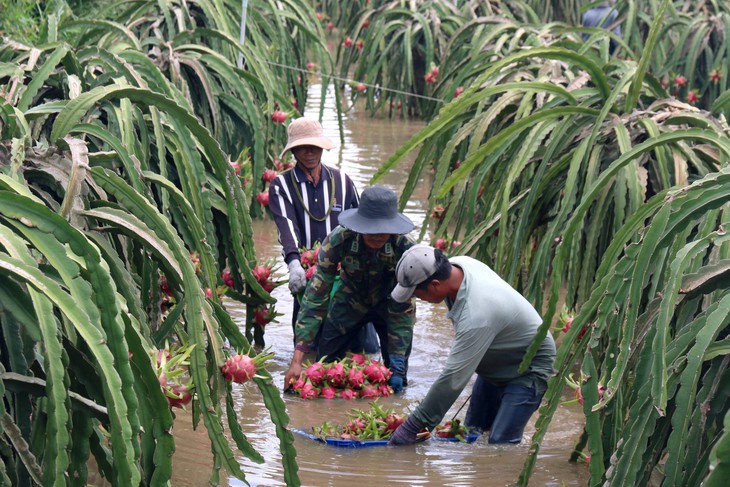 Thủ phủ thanh long Bình Thuận ngập nặng - Ảnh 1.