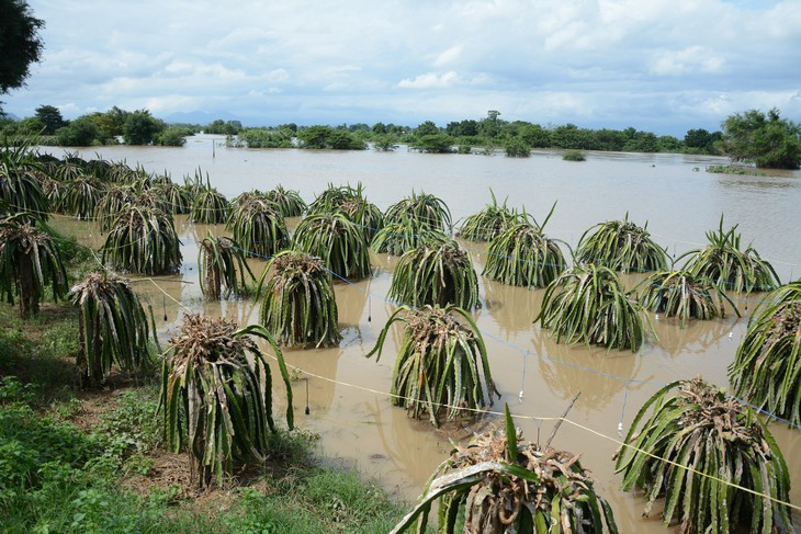 Thủ phủ thanh long Bình Thuận ngập nặng - Ảnh 3.