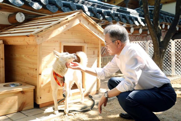 ‘Món quà hòa bình của lãnh đạo Triều Tiên sinh sôi trên đất Hàn - Ảnh 2.