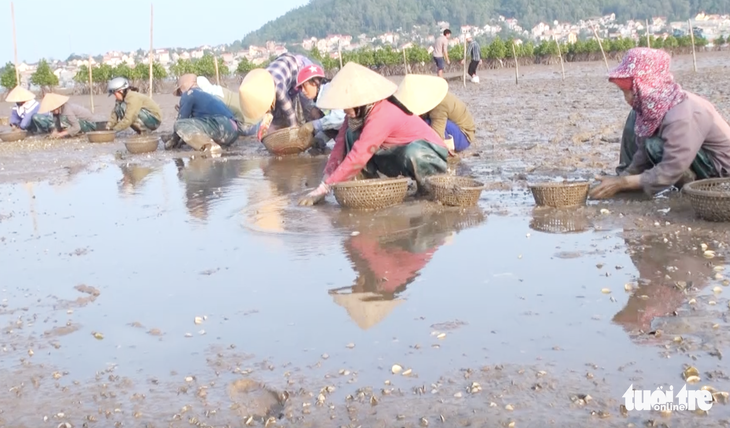 Dân Nghệ An hoang mang khi hàng trăm tấn ngao chết trắng đầm - Ảnh 3.