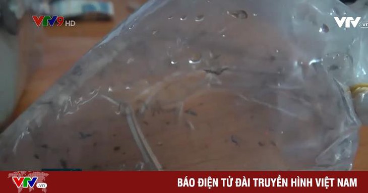 TP.HCM: nhiều cửa hàng vẫn bán lăng quăng làm thức ăn cho cá cảnh - Ảnh 1. TP.HCM: nhiều cửa hàng vẫn bán lăng quăng làm thức ăn cho cá cảnh - Ảnh 1.