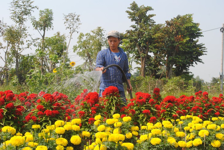 Đưa đón khách tham quan làng hoa Sa Đéc bằng xe điện, xe ngựa - Ảnh 2.