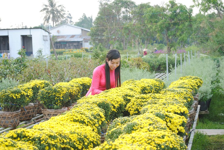 Đưa đón khách tham quan làng hoa Sa Đéc bằng xe điện, xe ngựa - Ảnh 3.