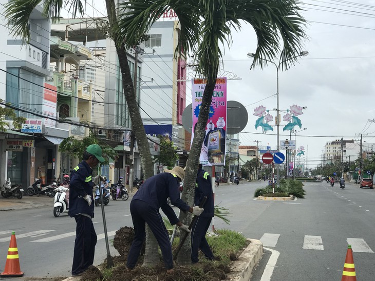 Bứng hạ hàng trăm cây cau trên 15 tuổi ở Sóc Trăng - Ảnh 1. Bứng hạ hàng trăm cây cau trên 15 tuổi ở Sóc Trăng - Ảnh 1.