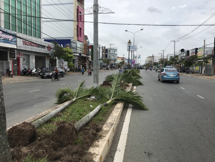 Bứng hạ hàng trăm cây cau trên 15 tuổi ở Sóc Trăng - Ảnh 2. Bứng hạ hàng trăm cây cau trên 15 tuổi ở Sóc Trăng - Ảnh 2.