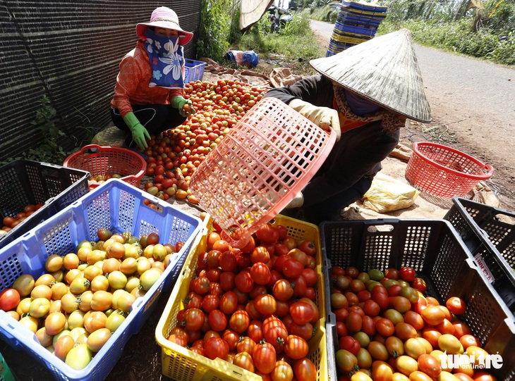 Nông dân thua lỗ nặng vì bị cung cấp giống cà chua “lạ” - Ảnh 3.