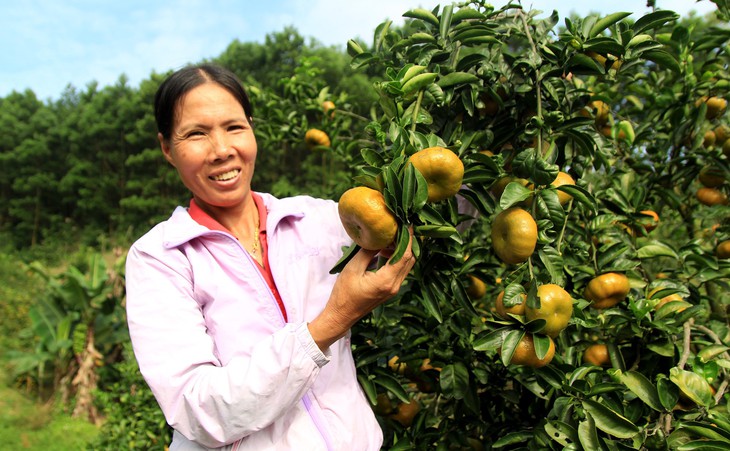 Cam vàng Vạn Yên - Ảnh 1.