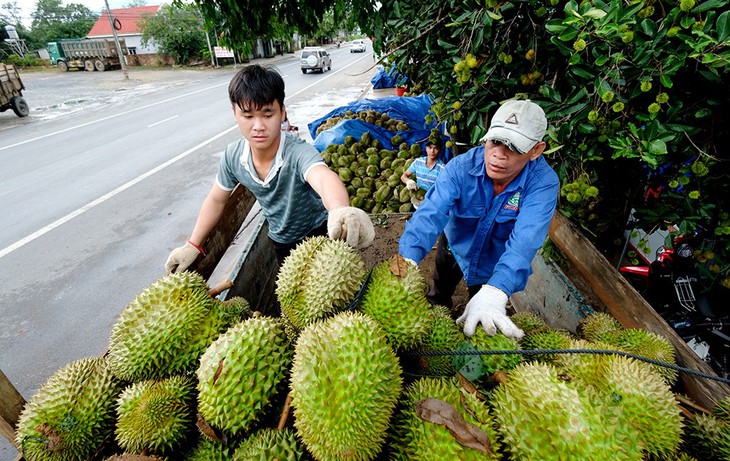 Nông sản Việt Nam sang Trung Quốc gặp khó - Ảnh 1.