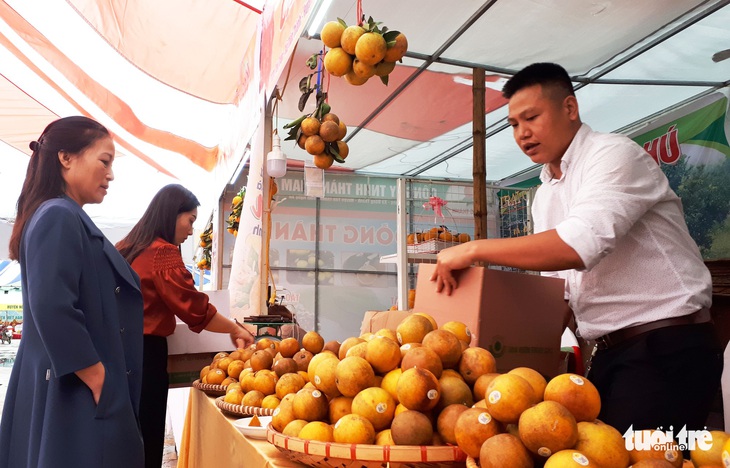 Chưa đến Tết, cam ‘tiến vua’ Xã Đoài đã có giá 70.000 đồng/trái - Ảnh 6.