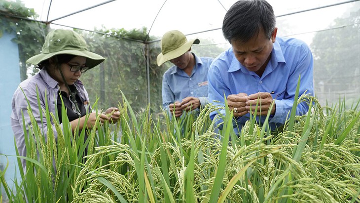 Người yêu lúa, cưng lúa như trứng mỏng - Ảnh 1.