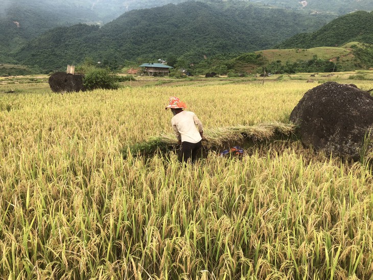 Noong Hẻo hồi sinh sau nạn vàng tặc - Ảnh 2.