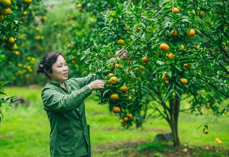 Ngất ngây mùa quýt vàng Bắc Sơn - Ảnh 3.