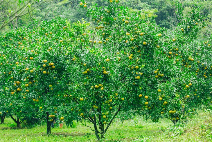 Ngất ngây mùa quýt vàng Bắc Sơn - Ảnh 5.