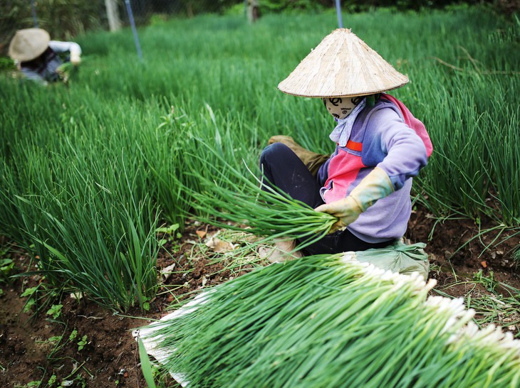 Tết Mậu Tuất, rau Đà Lạt dồi dào, giá không tăng - Ảnh 3.