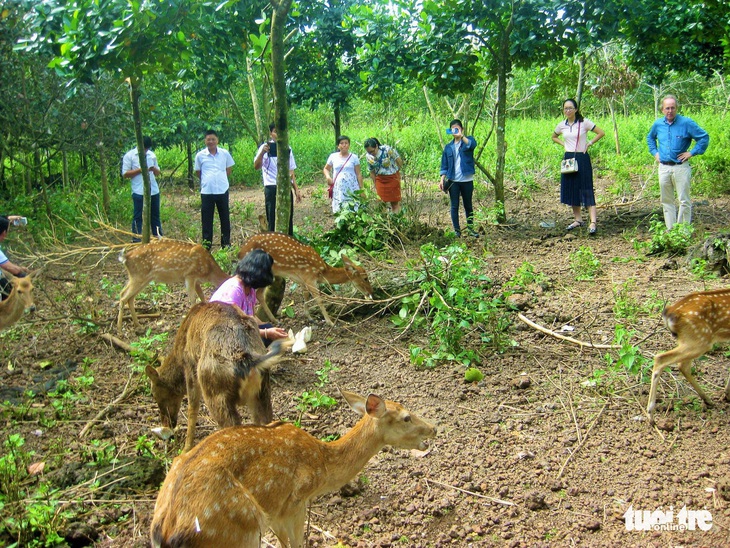 Tết đến Đảo Yến để trở về với thiên nhiên thơ mộng - Ảnh 1.