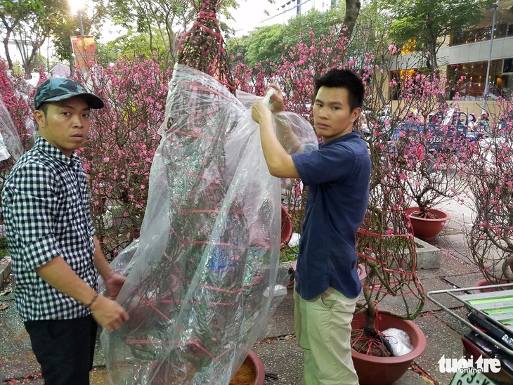27 Tết: Đào Bắc giảm giá, dân Sài Gòn đổ xô lựa mua - Ảnh 2. 27 Tết: Đào Bắc giảm giá, dân Sài Gòn đổ xô lựa mua - Ảnh 2.