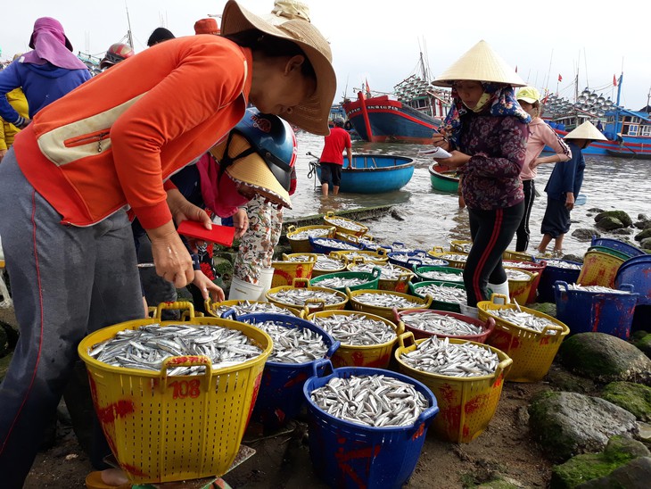 Mở biển, ngư dân trúng đậm cá cơm, mỗi đêm lời trăm triệu - Ảnh 4.